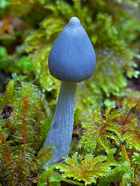 голубой гриб entoloma hochstetteri фото