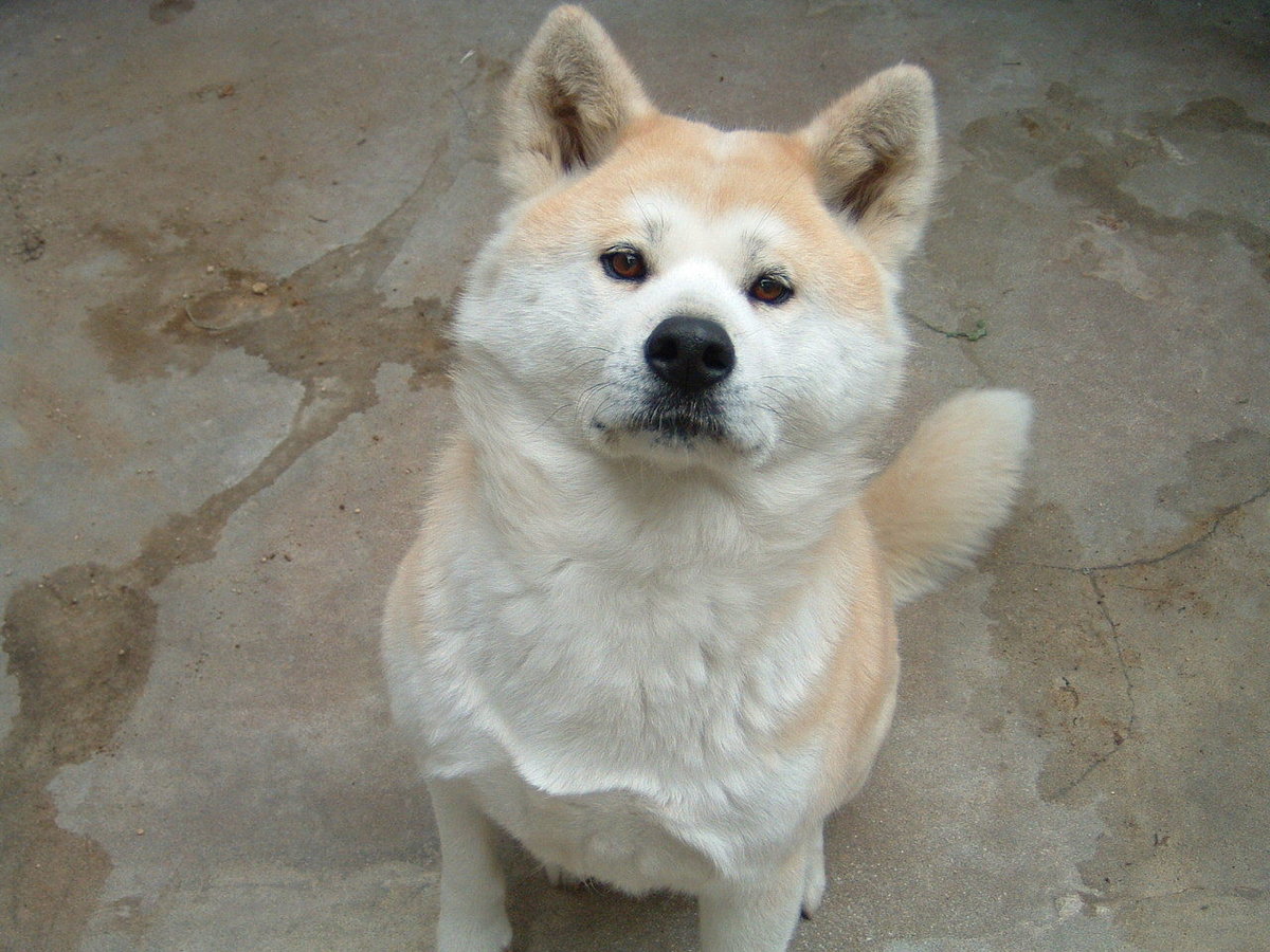 Японская собака - Акита-ину 