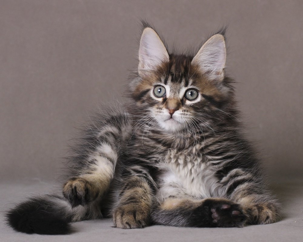 фото котенока мейн кун Sweet Dreams Estate Pearls в возрасте 2 месяца, окрас черный мрамор