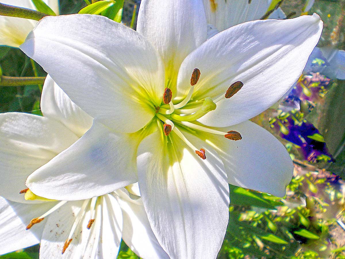 �������� ����� ����� �����, ���� �������� ����