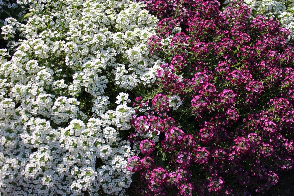 цветы с запахом для сада
