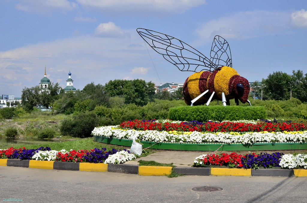клумба казань цветы фото