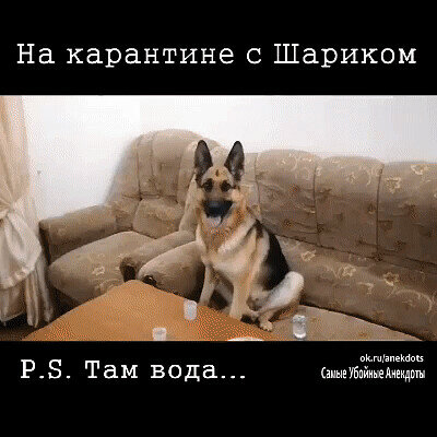 собака фото
