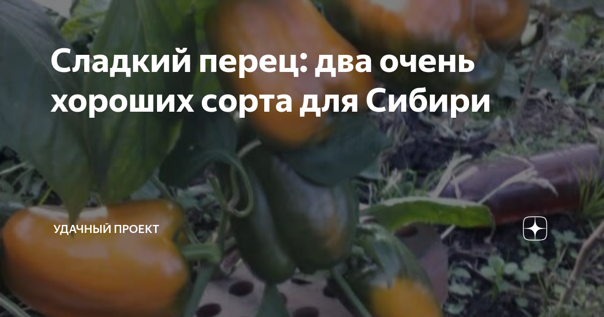 сорта перца фото