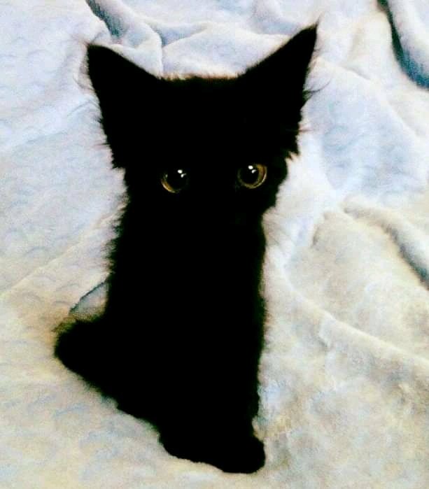 милые черные котики фото