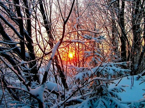 в зимнем лесу фото