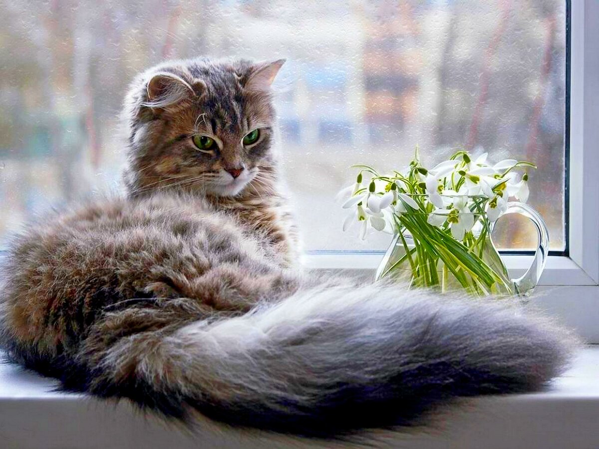 котик на подоконнике фото