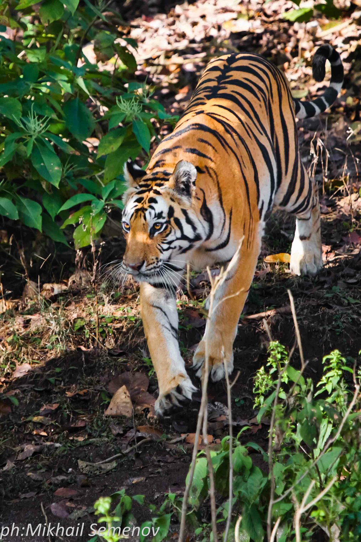 За тиграми в Кану и Бандавагар (Kanha & Bandhavgarh)