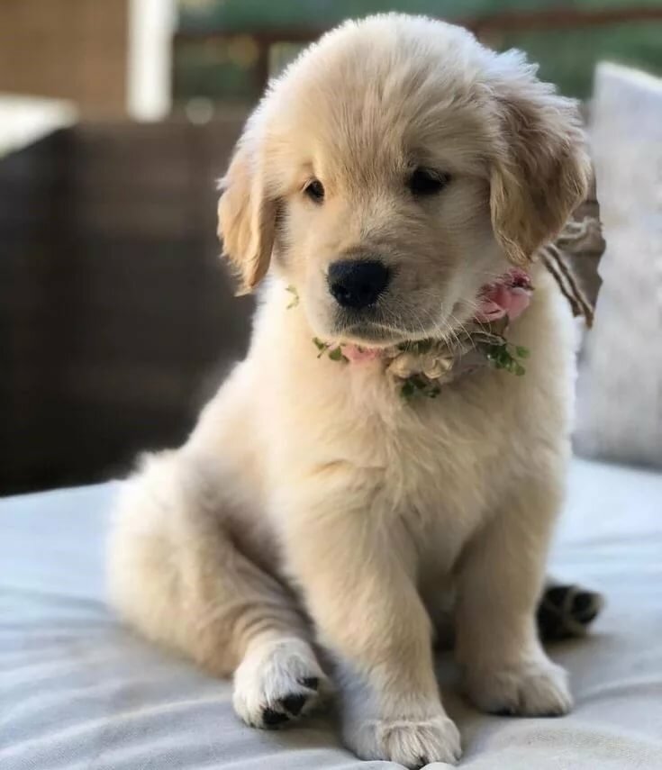 ridley red retriever