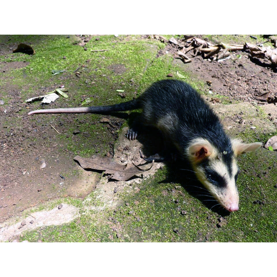 White eared opossum - Alchetron, The Free Social Encyclopedi