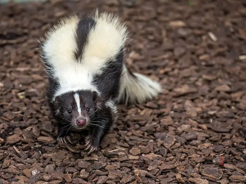 Striped skunk (Mephitis mephitis) by Jean-Claude Sch. on 500