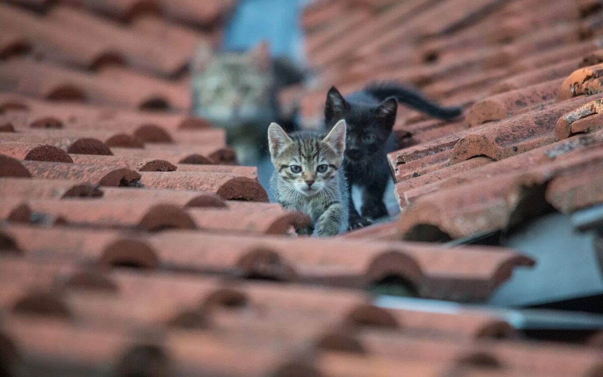 кошка на крыше фото