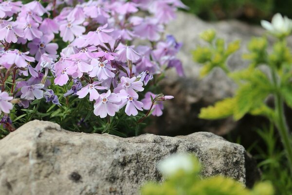 Цветы на камне