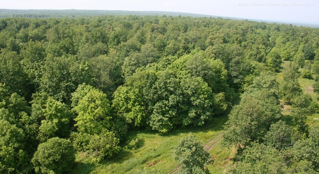 широколиственные и смешанные леса фото