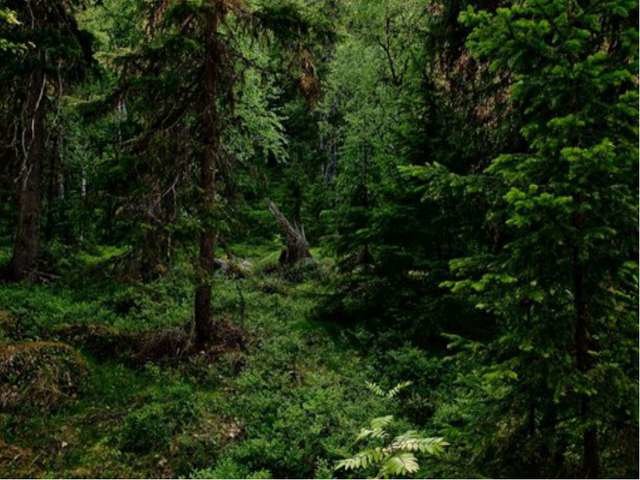 лес тайга фото