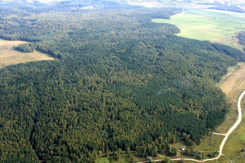 кунеевский лес фото