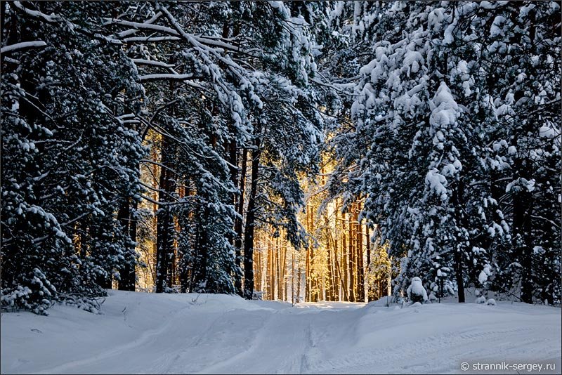 в зимнем лесу фото