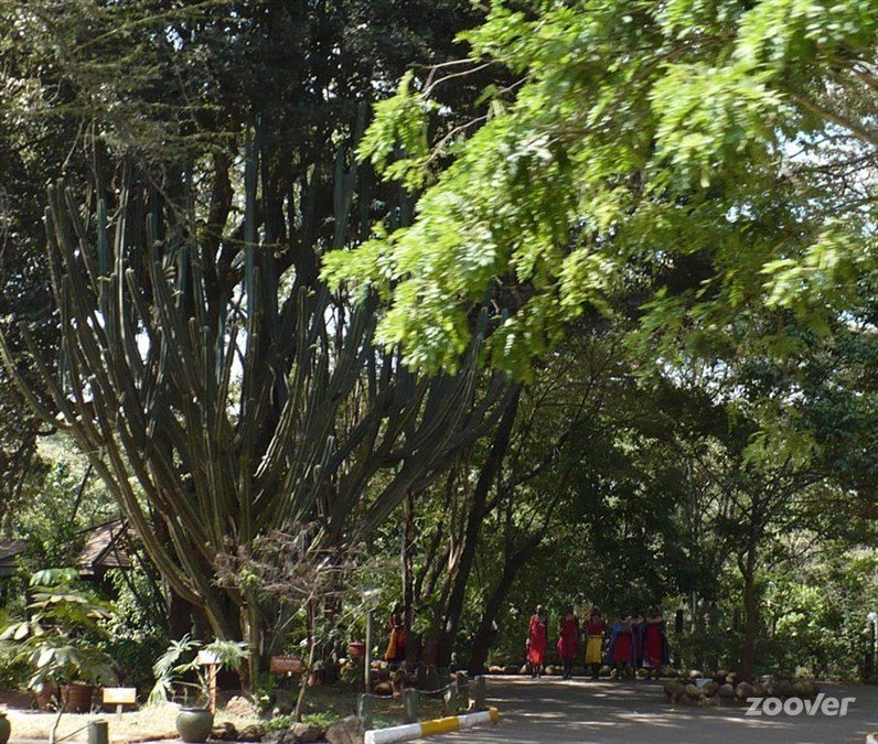 pohon фото