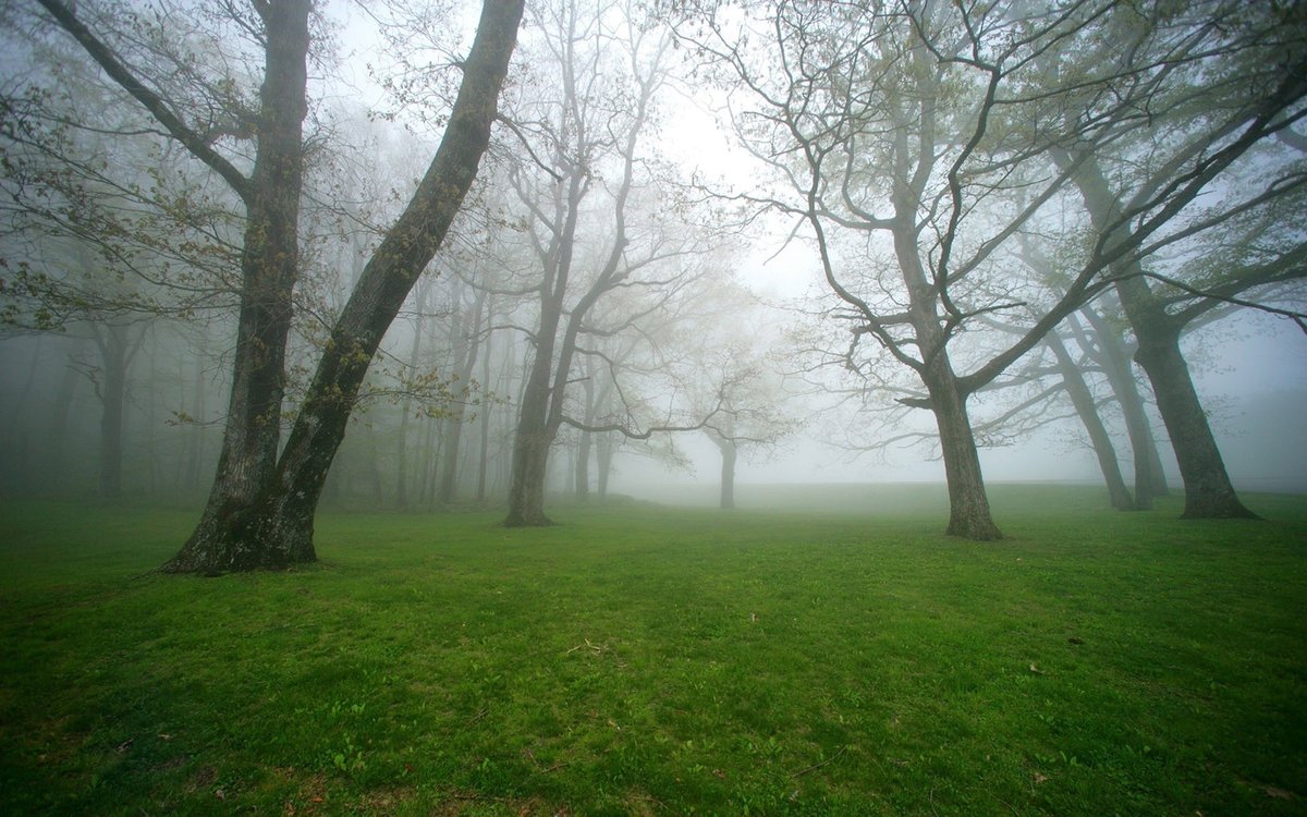 деревья туман фото