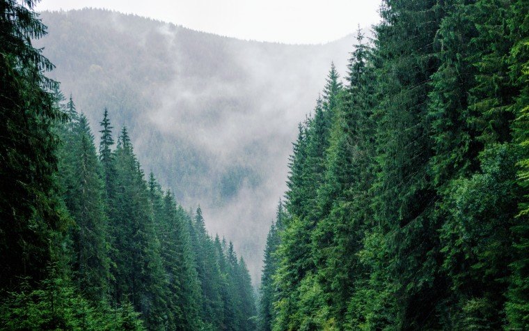 темнохвойная пихтовая тайга сибирь фото