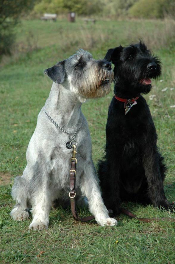 ��� �������� � ������������ � ����������