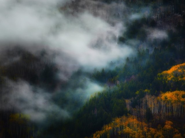 лес горы туман фото