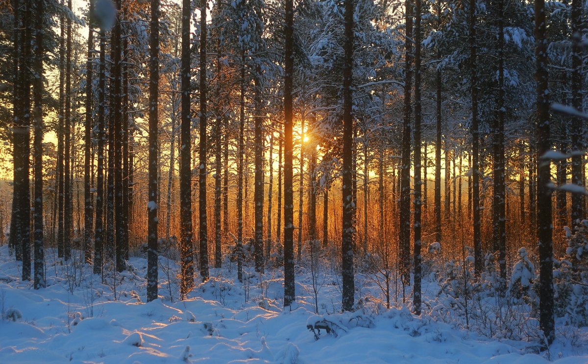 в зимнем лесу фото