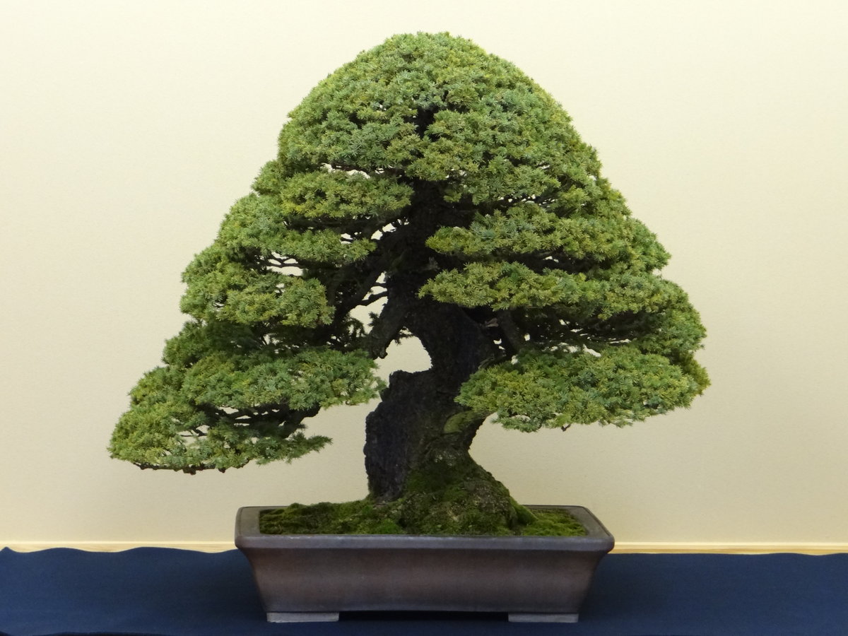 Бонсай дерево картинка