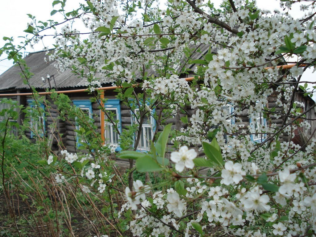 черемуха цветет в деревне фото