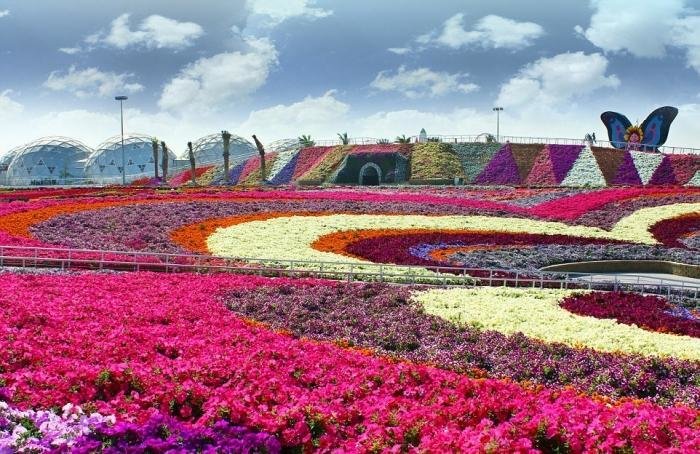 miracle garden дубай фото
