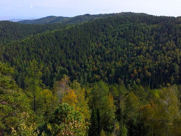леса сибири фото