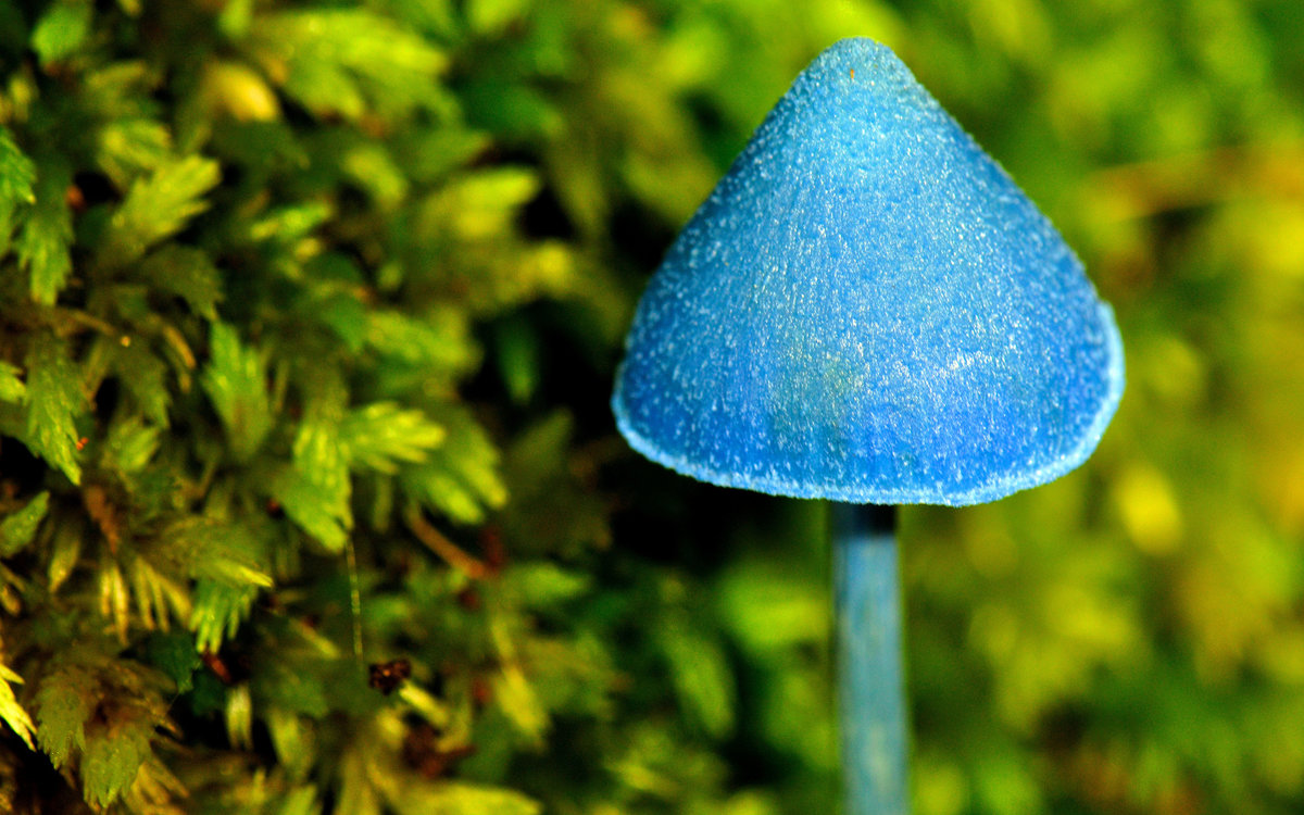 голубой гриб entoloma hochstetteri фото