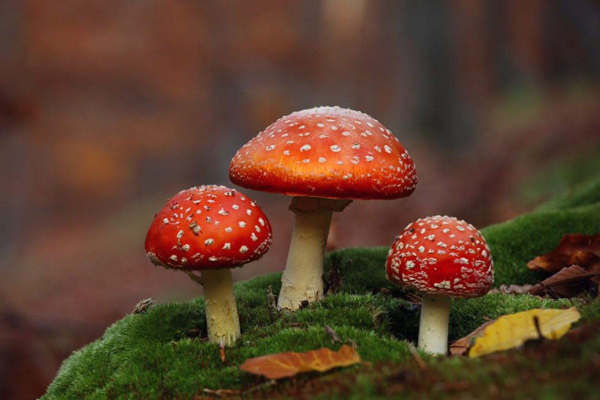 �������� �������� ����� ��������