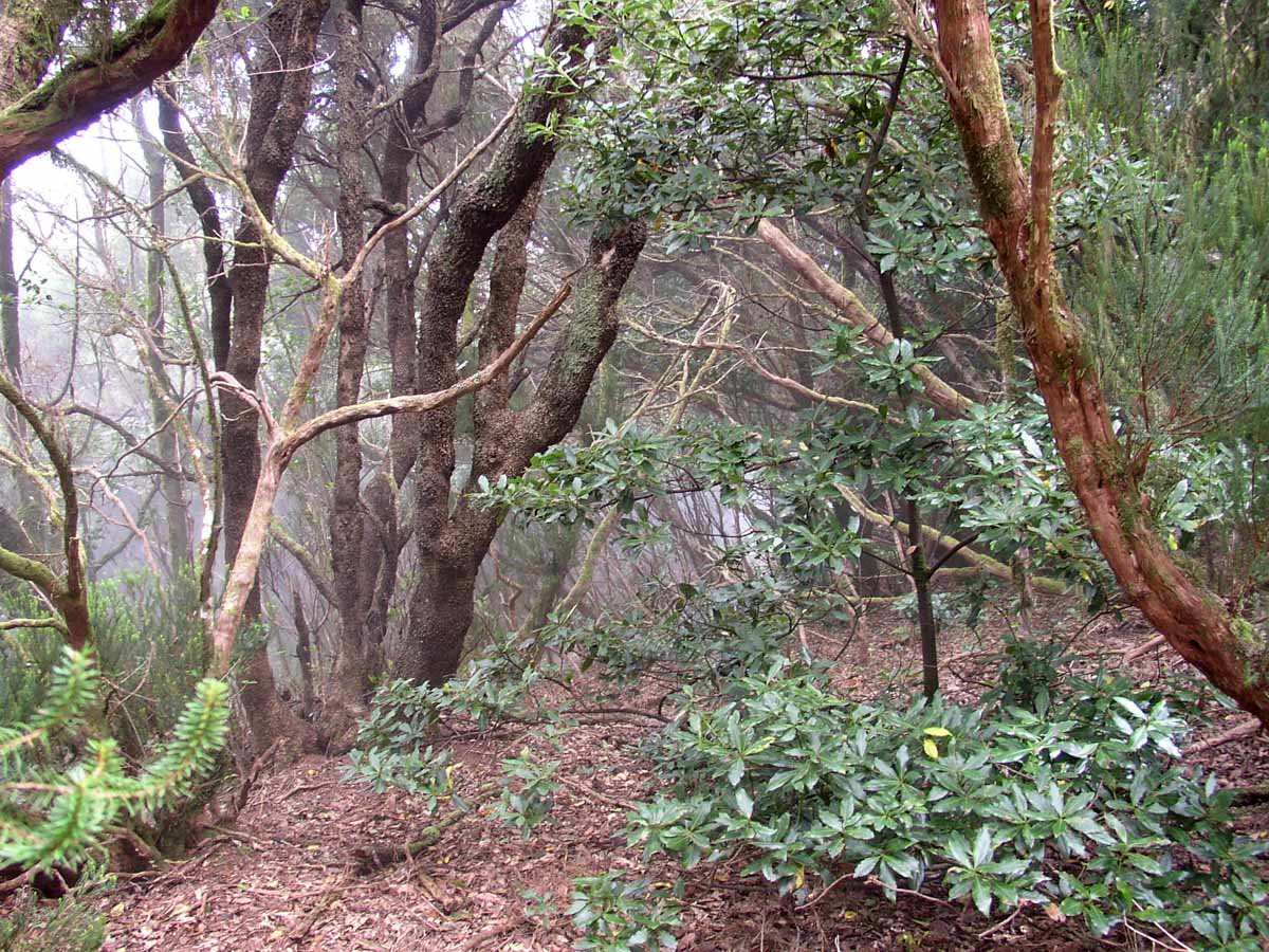 Лавровый лес в природном парке Анага на Тенерифе.