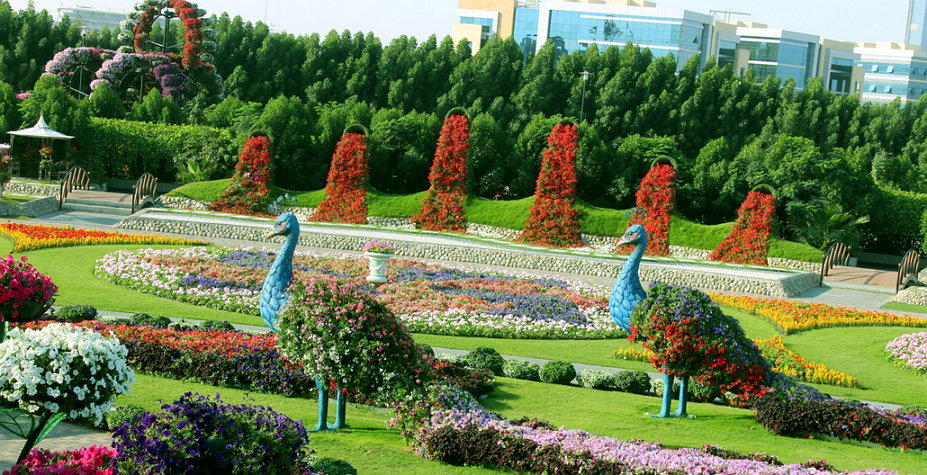 цветочный парк абу даби фото
