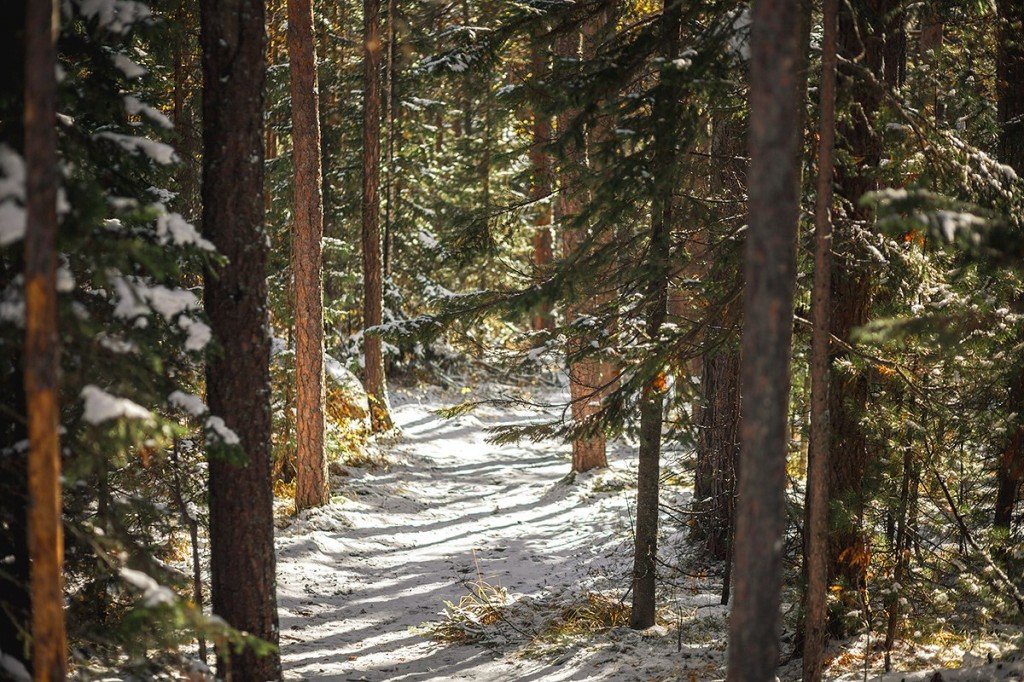 протвино лес зимний фото