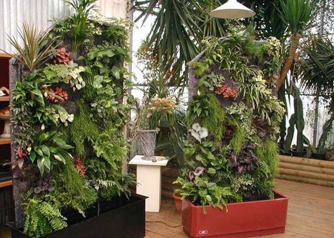 комнатные растения книга фото