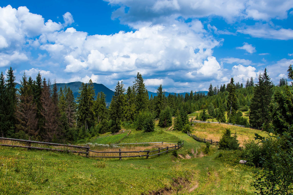 горы лес карпаты фото