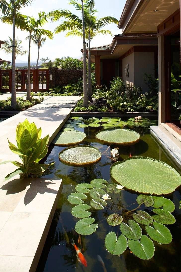 garden design tropical ponds фото