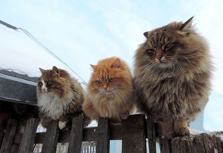 сибирские коты фото