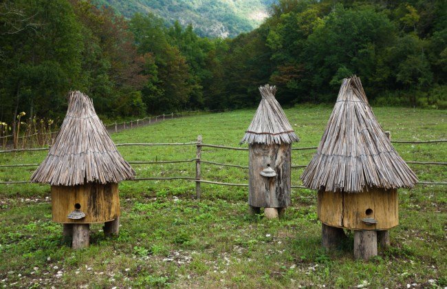 колода для пчел фото