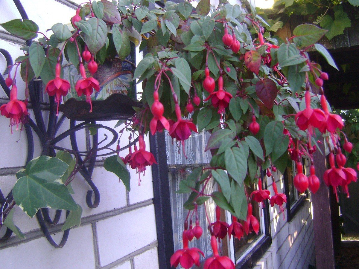 Почва для фуксии в домашних условиях