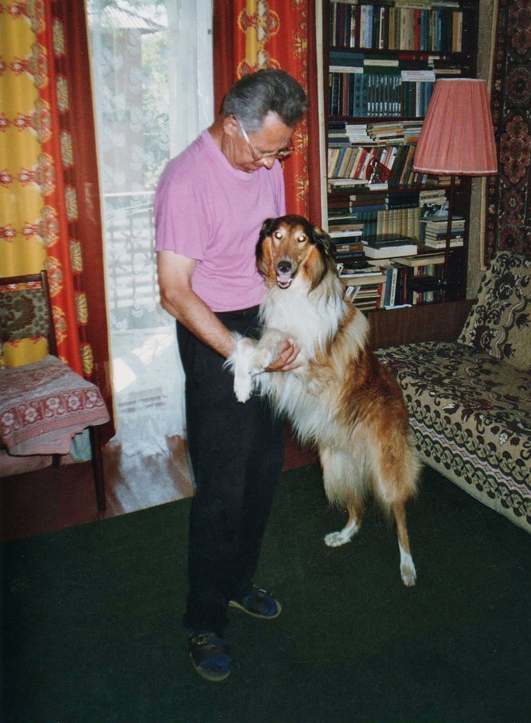 колли фото