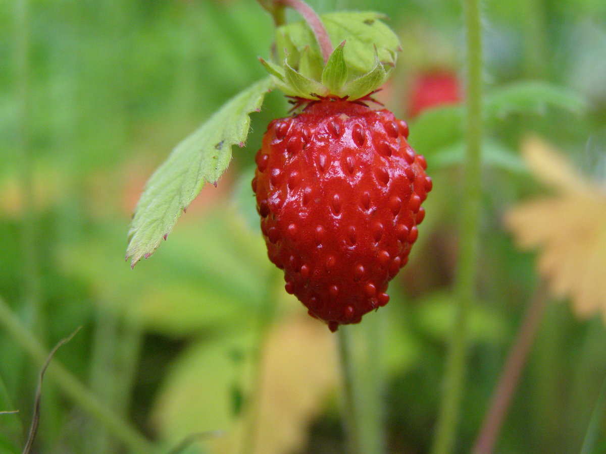 �������� ����������� ������