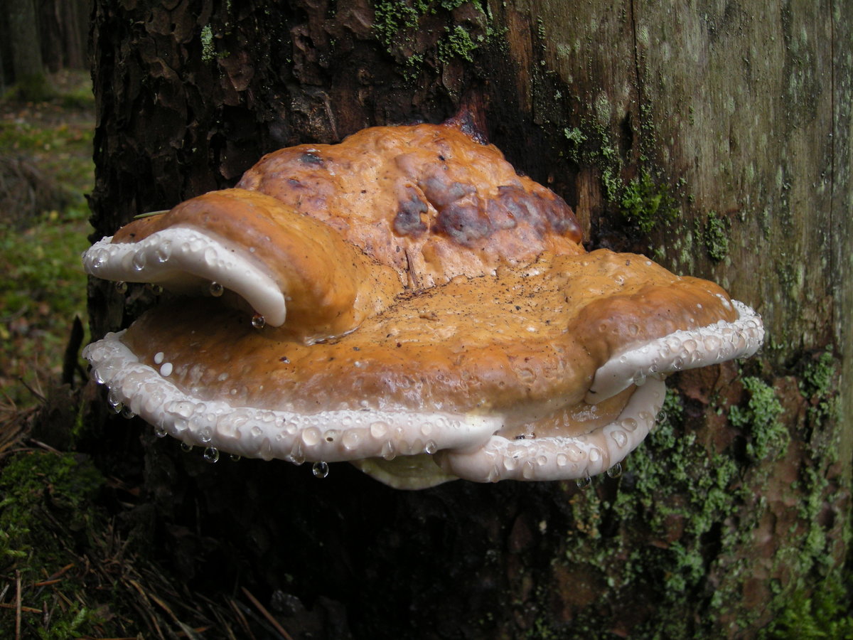 трутовик окаймленный fomitopsis pinicola фото