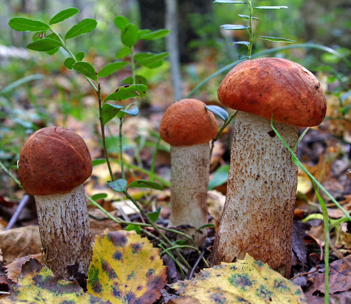 белые красноголовики грибы фото