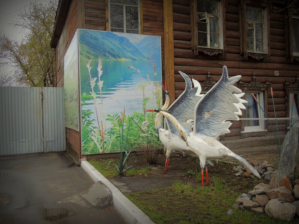 белый журавль фото