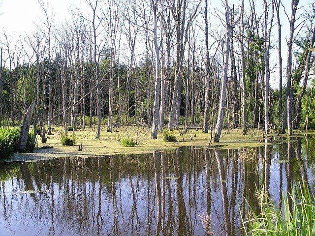 болото с деревьями фото