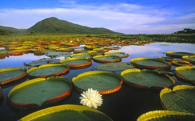 пантанал бразилия фото