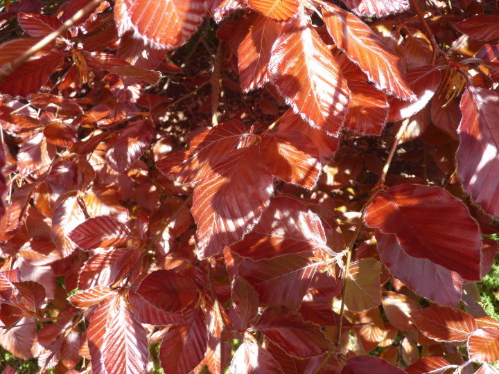 fagus sylvatica purpurea фото
